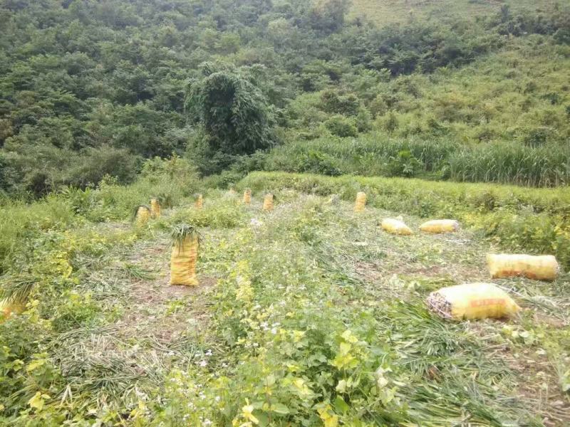 产地一手货源大肉姜、生姜嫩姜大量批发出售