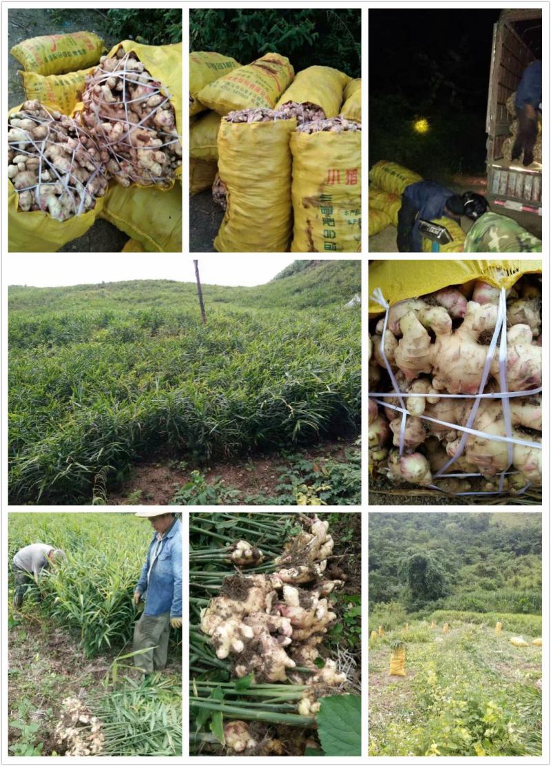 产地一手货源大肉姜、生姜嫩姜大量批发出售