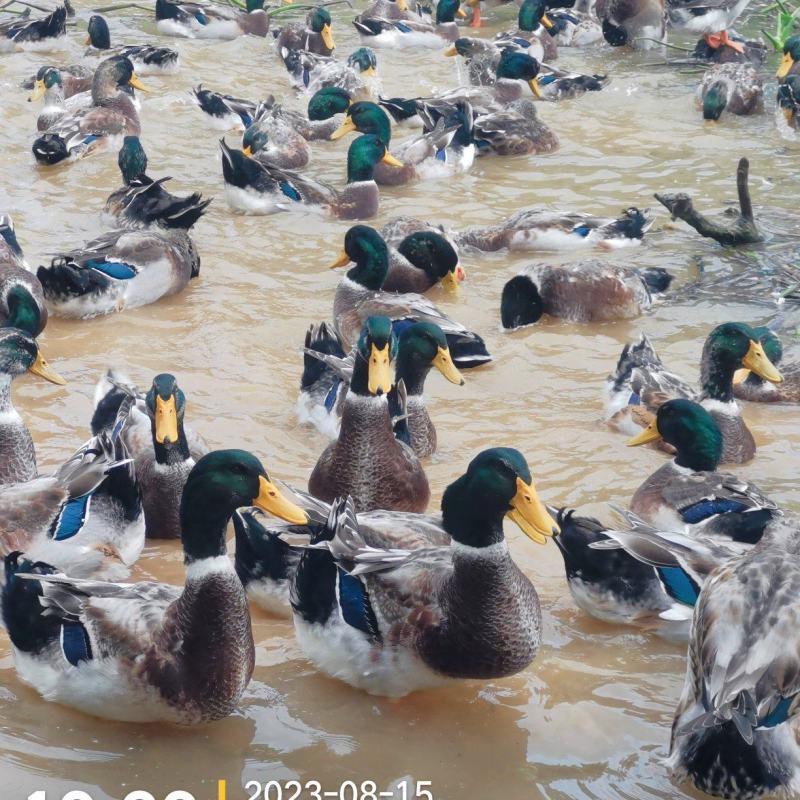宾阳加黄绿头鸭