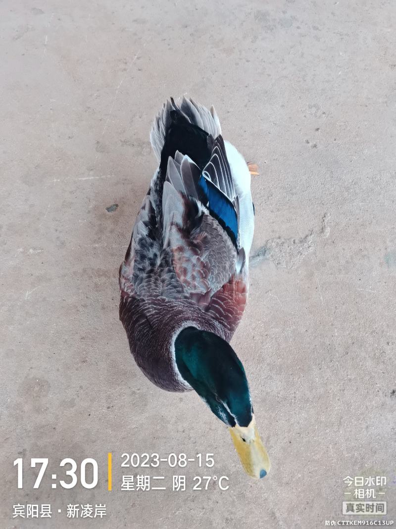 宾阳加黄绿头鸭