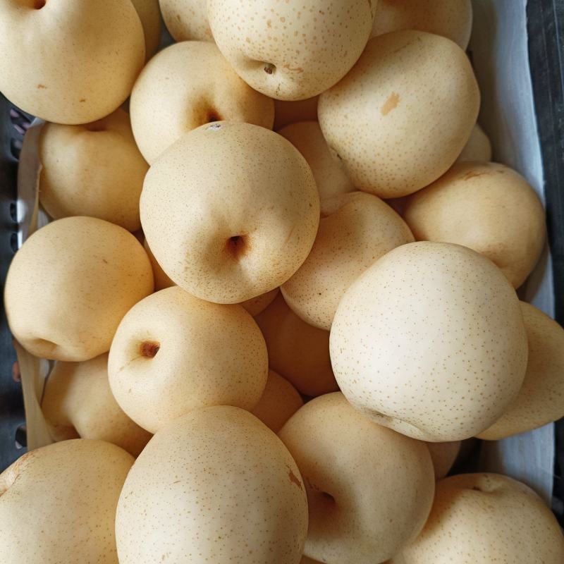 精品皇冠白梨，大量上市中，货源充足，价格便宜，产地代办