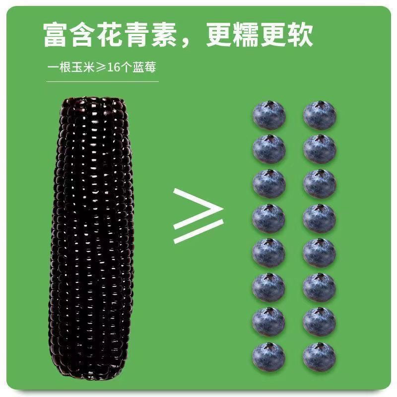 黑糯玉米真空包装一件代发需要的老板联系