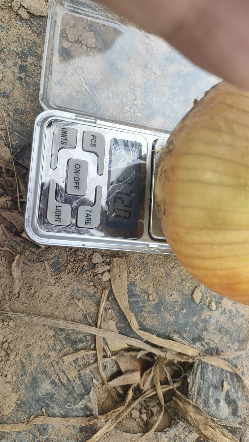 甘肃酒泉黄皮洋葱，承接出口加工厂，顾客是永远对的，质量永