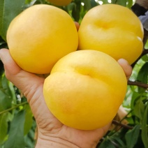 中油8大量上市，量大的老板们可以联系
