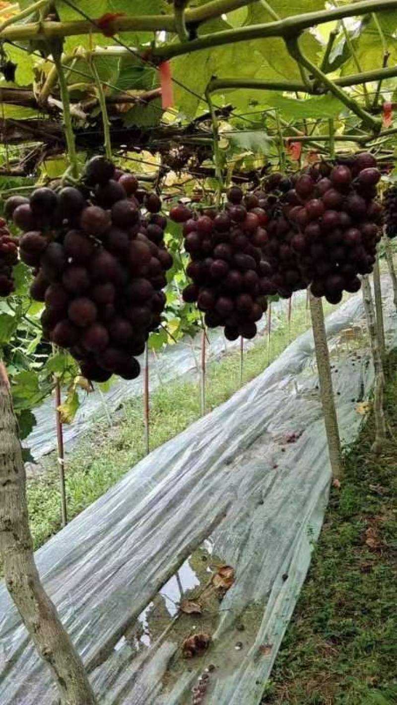 夏黑