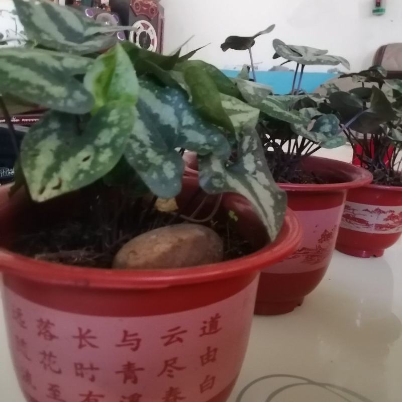 马蹄细辛，花叶细辛盆景