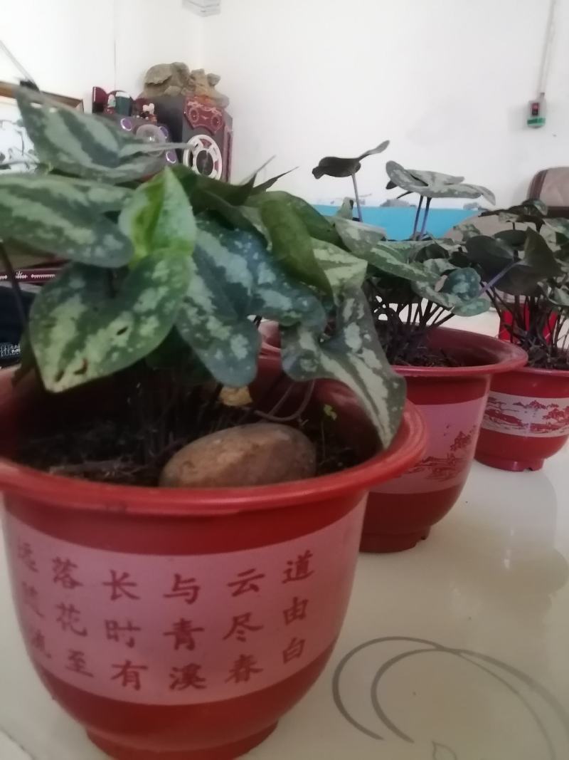 马蹄细辛，花叶细辛盆景