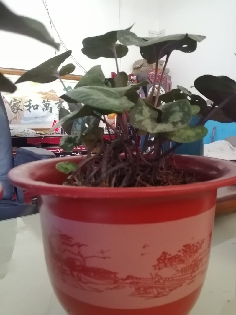 马蹄细辛，花叶细辛盆景