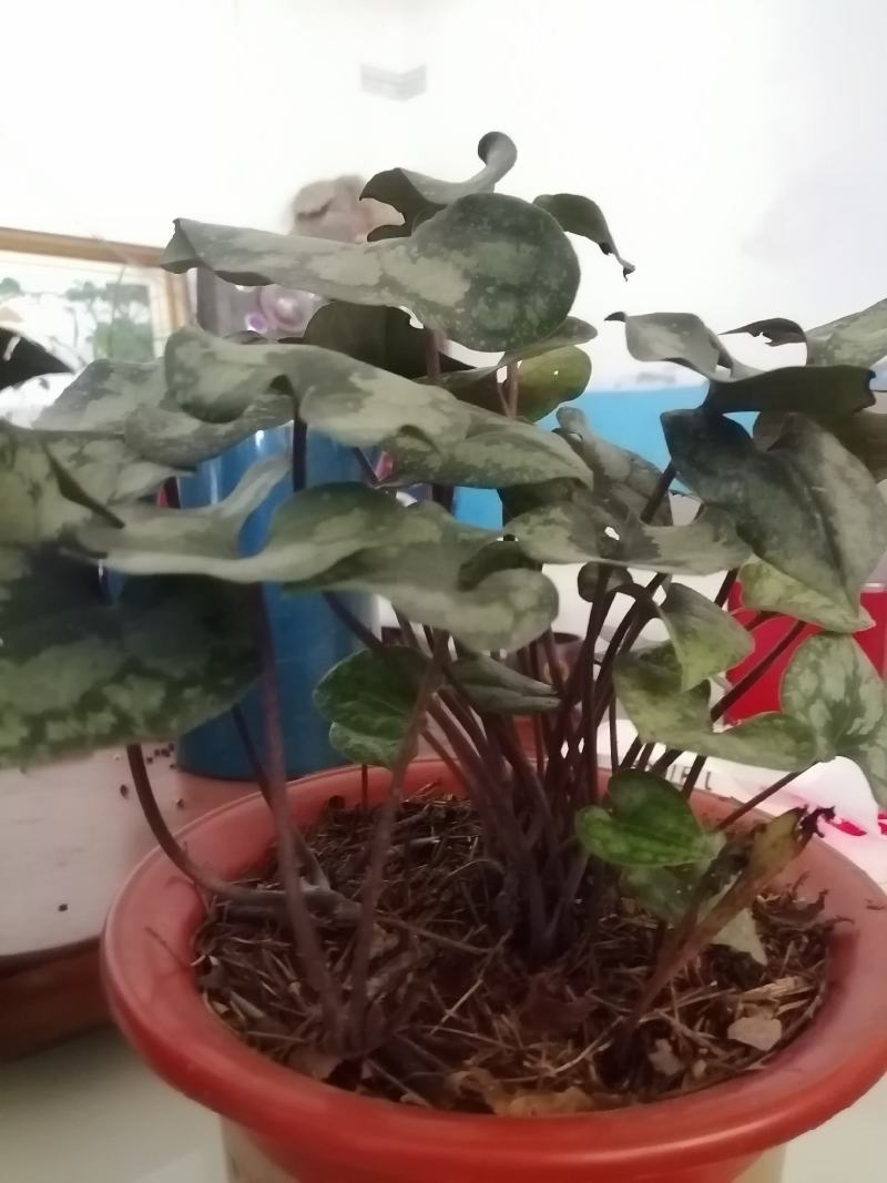 马蹄细辛，花叶细辛盆景
