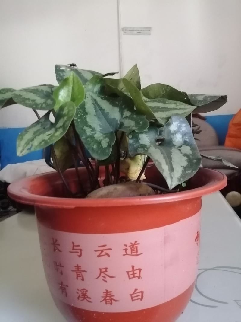 马蹄细辛，花叶细辛盆景