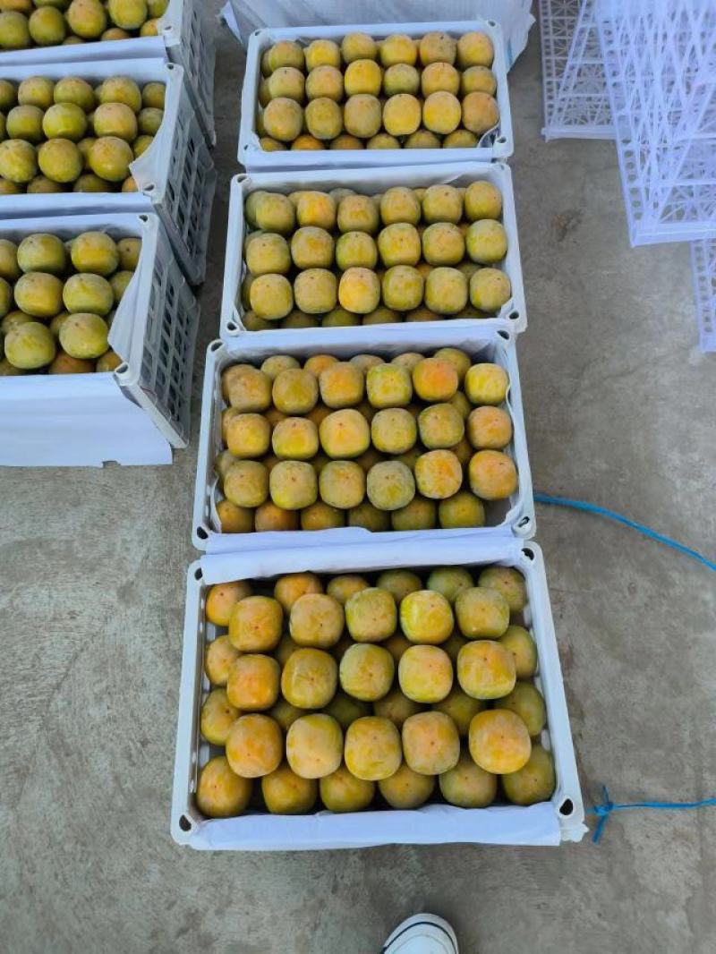 七月黄柿子大量上市中！质量好需要的联系我