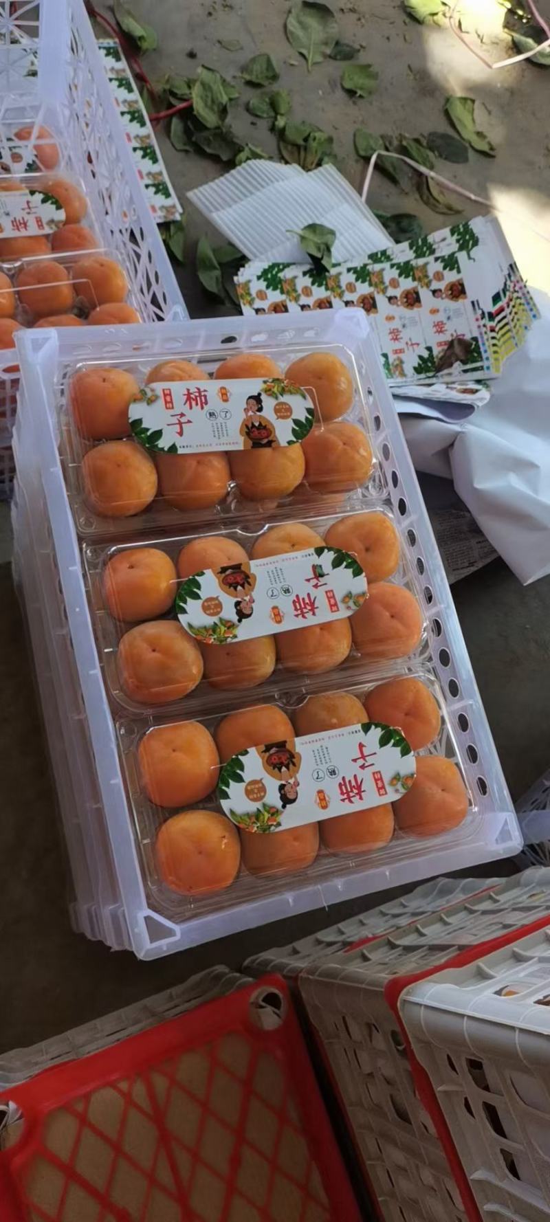 七月黄柿子大量上市中！质量好需要的联系我