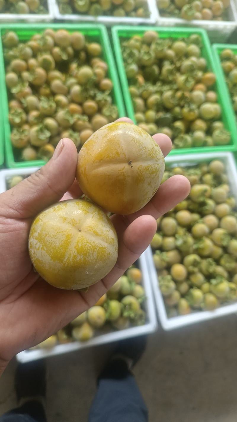 七月黄柿子大量上市中！质量好需要的联系我