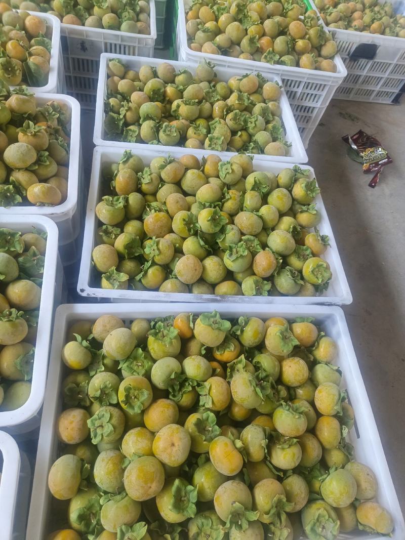 七月黄柿子大量上市中！质量好需要的联系我