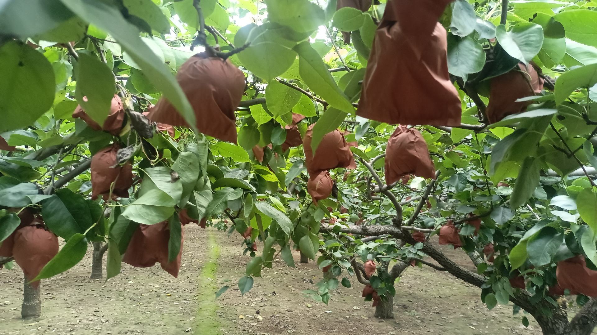 翠冠梨夏季果实套袋操作
