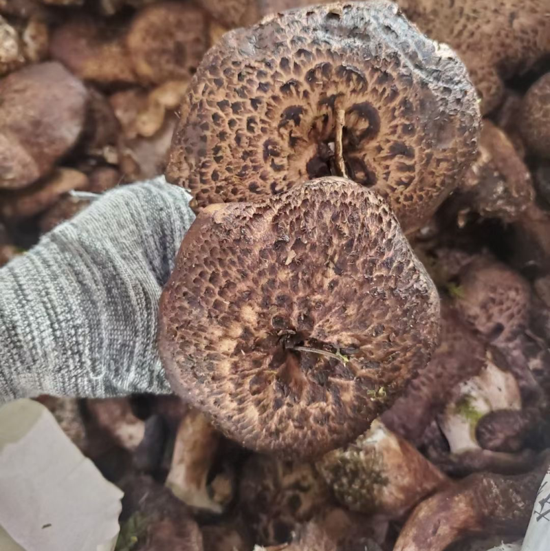 云南新鲜虎掌菌冰冻虎掌菌虎掌菌干品产地货源大量批发