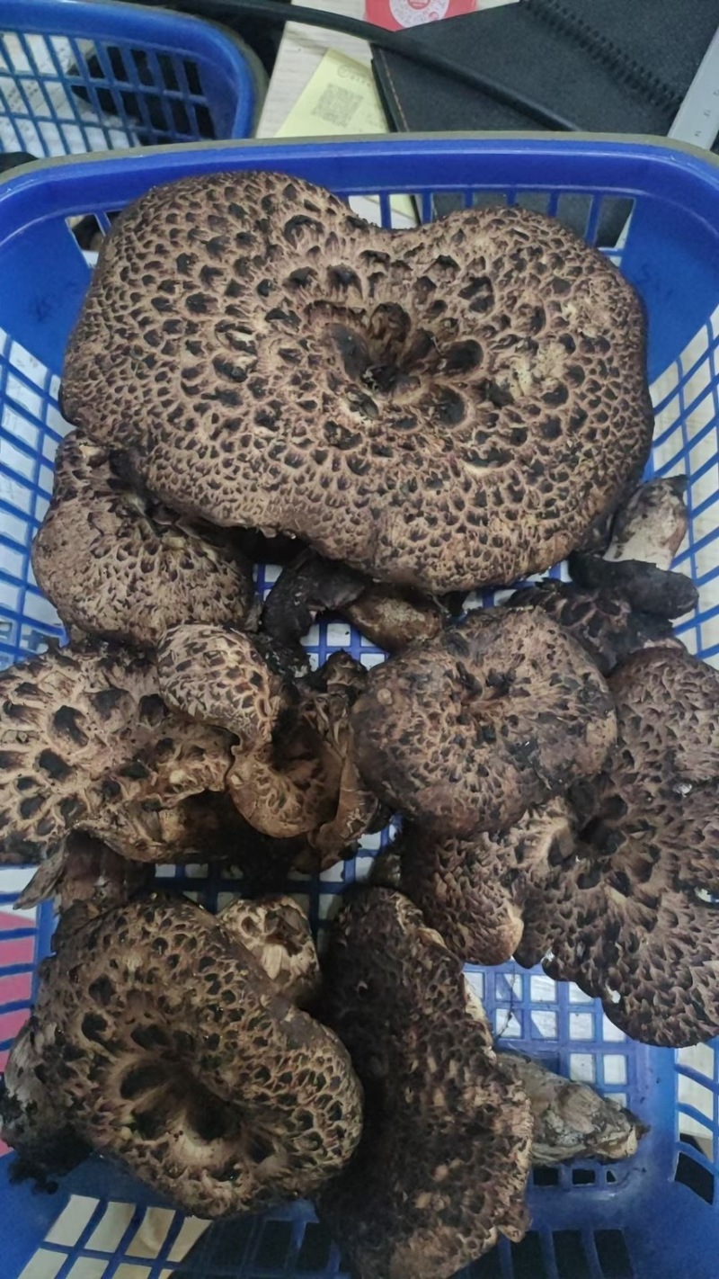 云南新鲜虎掌菌冰冻虎掌菌虎掌菌干品产地货源大量批发