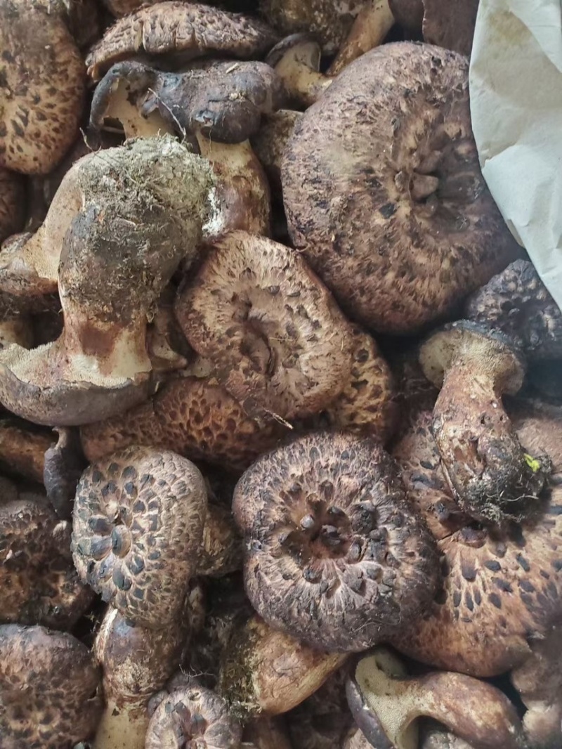 云南新鲜虎掌菌冰冻虎掌菌虎掌菌干品产地货源大量批发