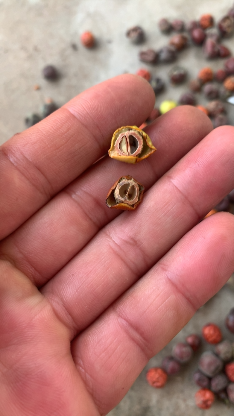出售双仁药用酸枣。出仁率特高。欢迎全国各地老板参观