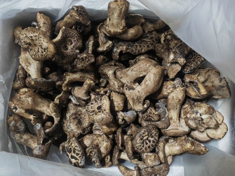 云南新鲜虎掌菌冰冻虎掌菌虎掌菌干品产地货源大量批发