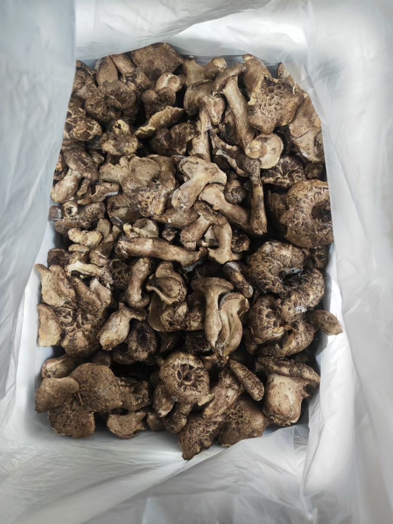 云南新鲜虎掌菌冰冻虎掌菌虎掌菌干品产地货源大量批发
