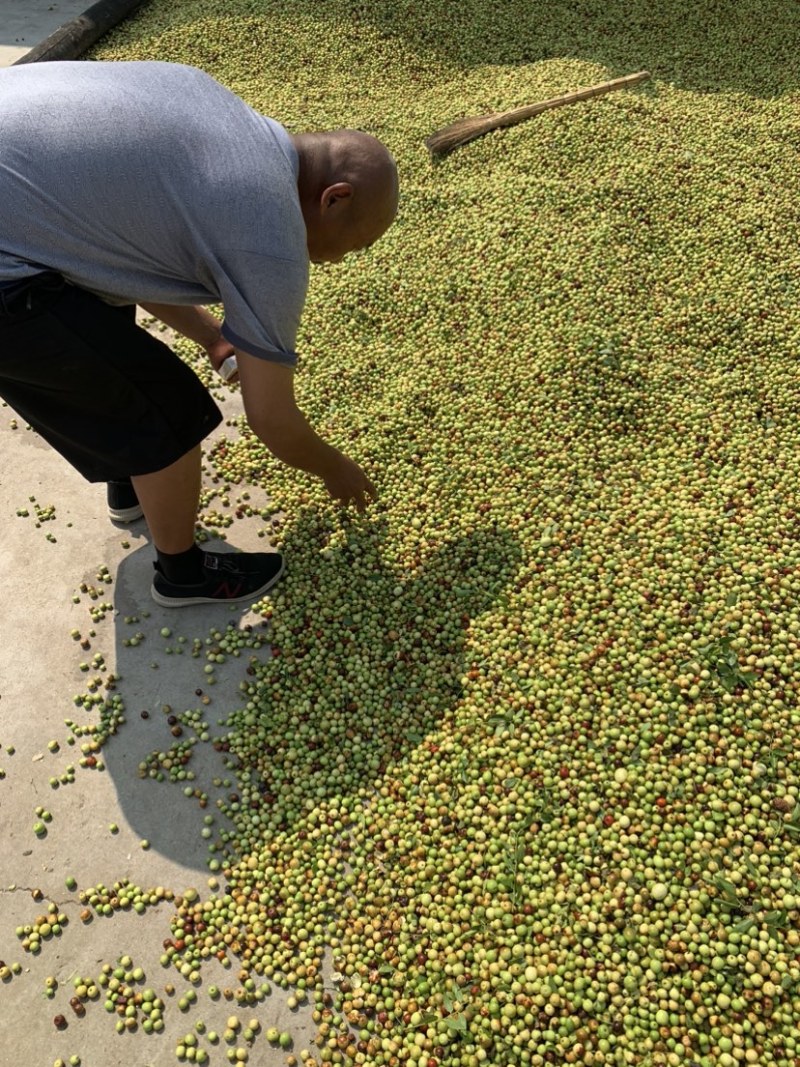 出售双仁药用酸枣。出仁率特高。欢迎全国各地老板参观