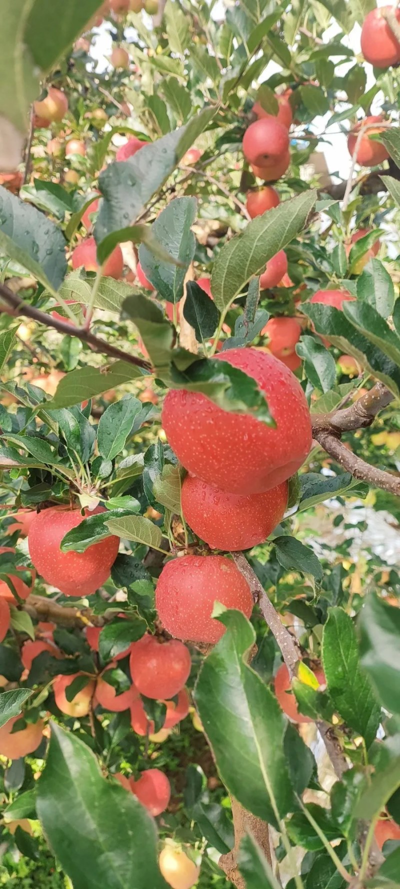 凉山嘎啦苹果