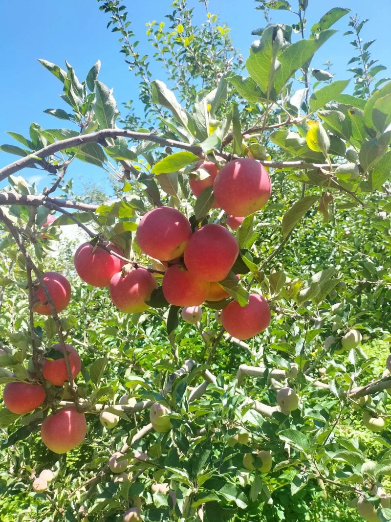 凉山嘎啦苹果