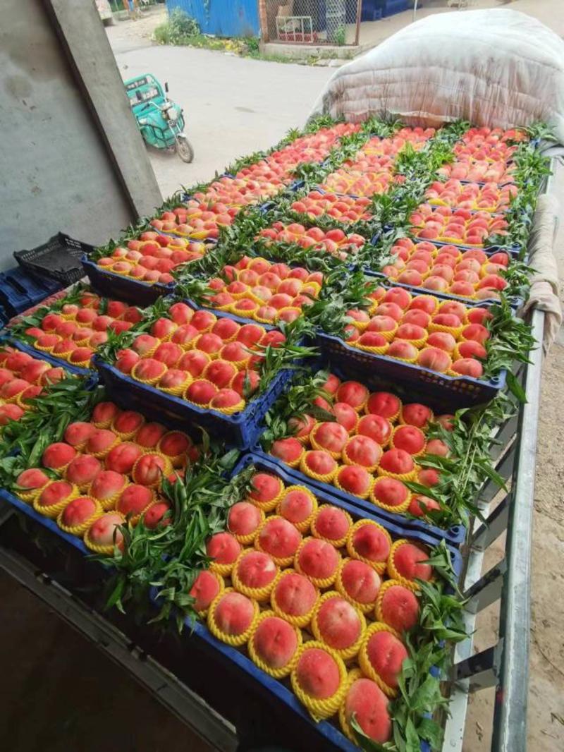 绿化九毛桃，四两半斤起步通货，一块六起不限量，精品常供