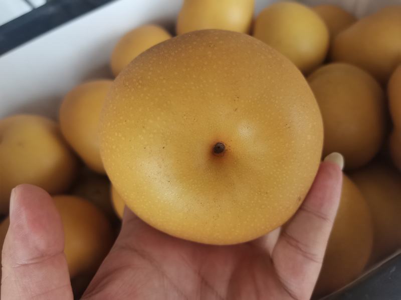 秋月梨纸袋秋月梨冷库梨电商货市场货