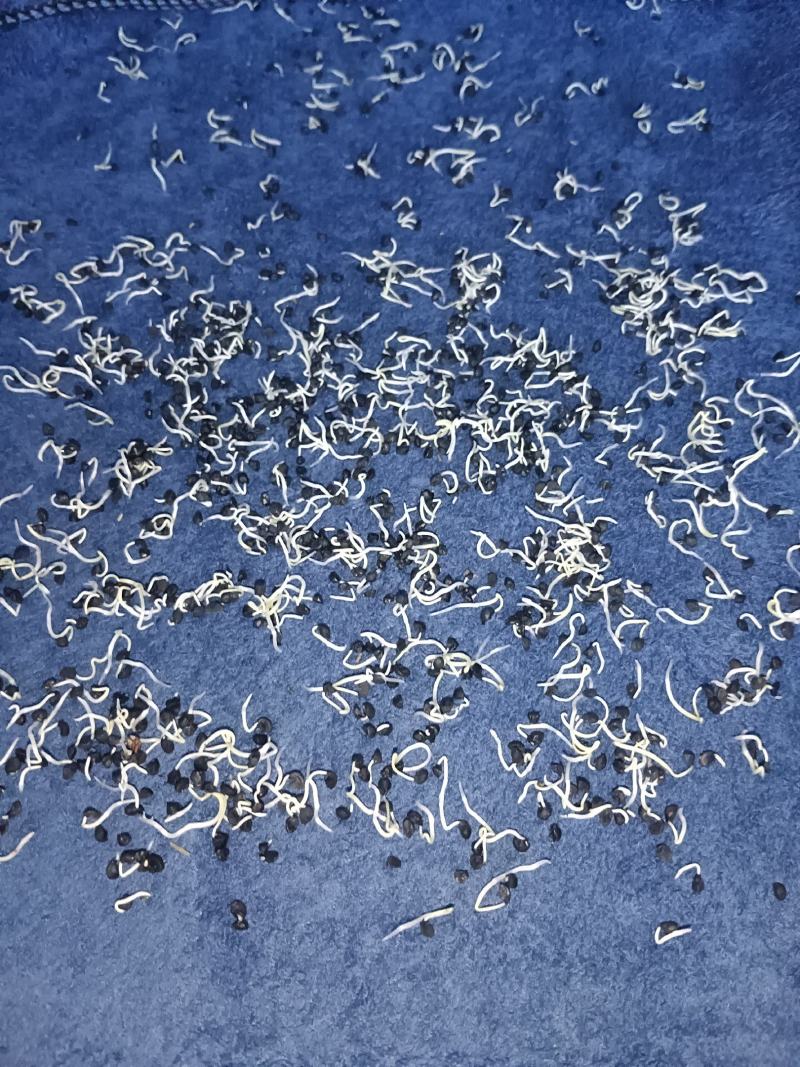 河西二红洋葱种子