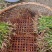 野生盘龙参干货，