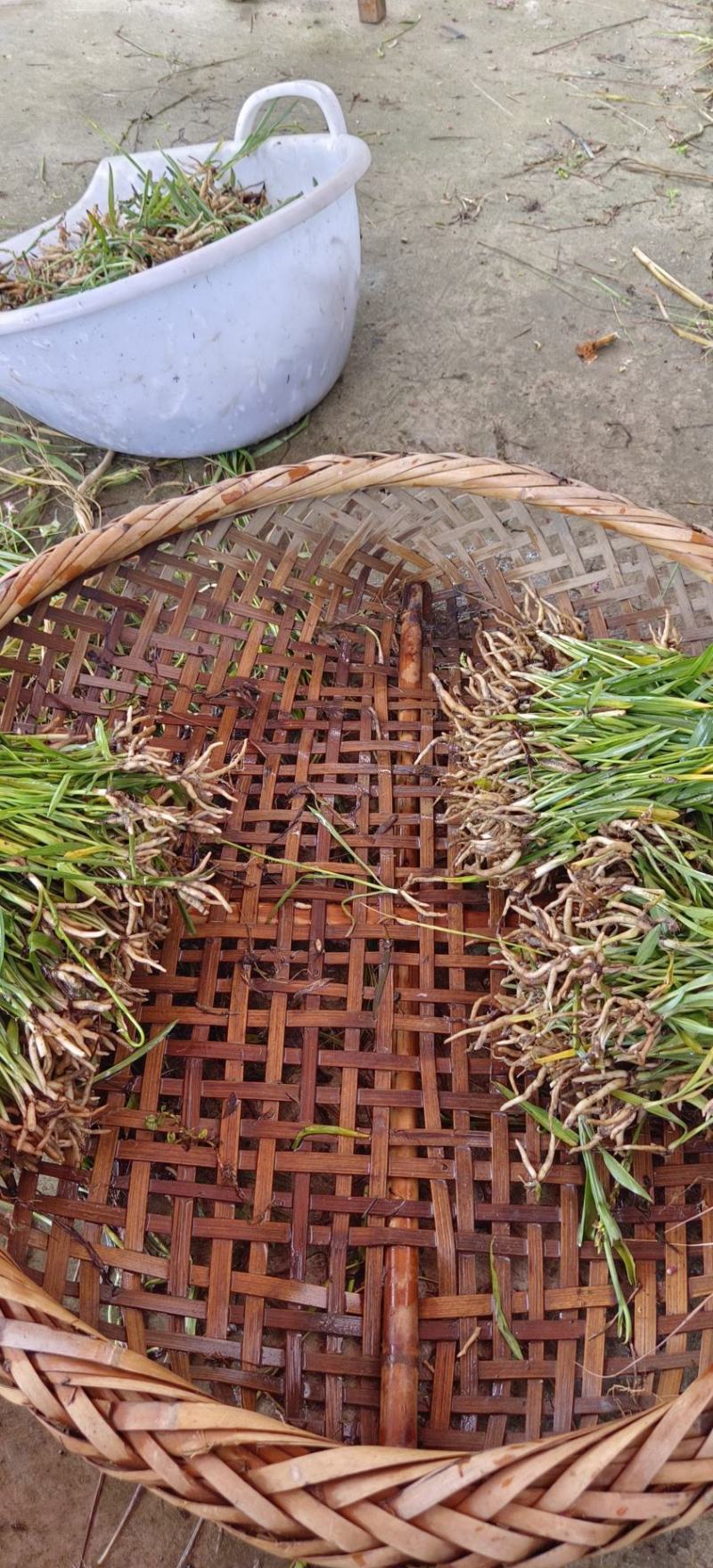 野生盘龙参干货，
