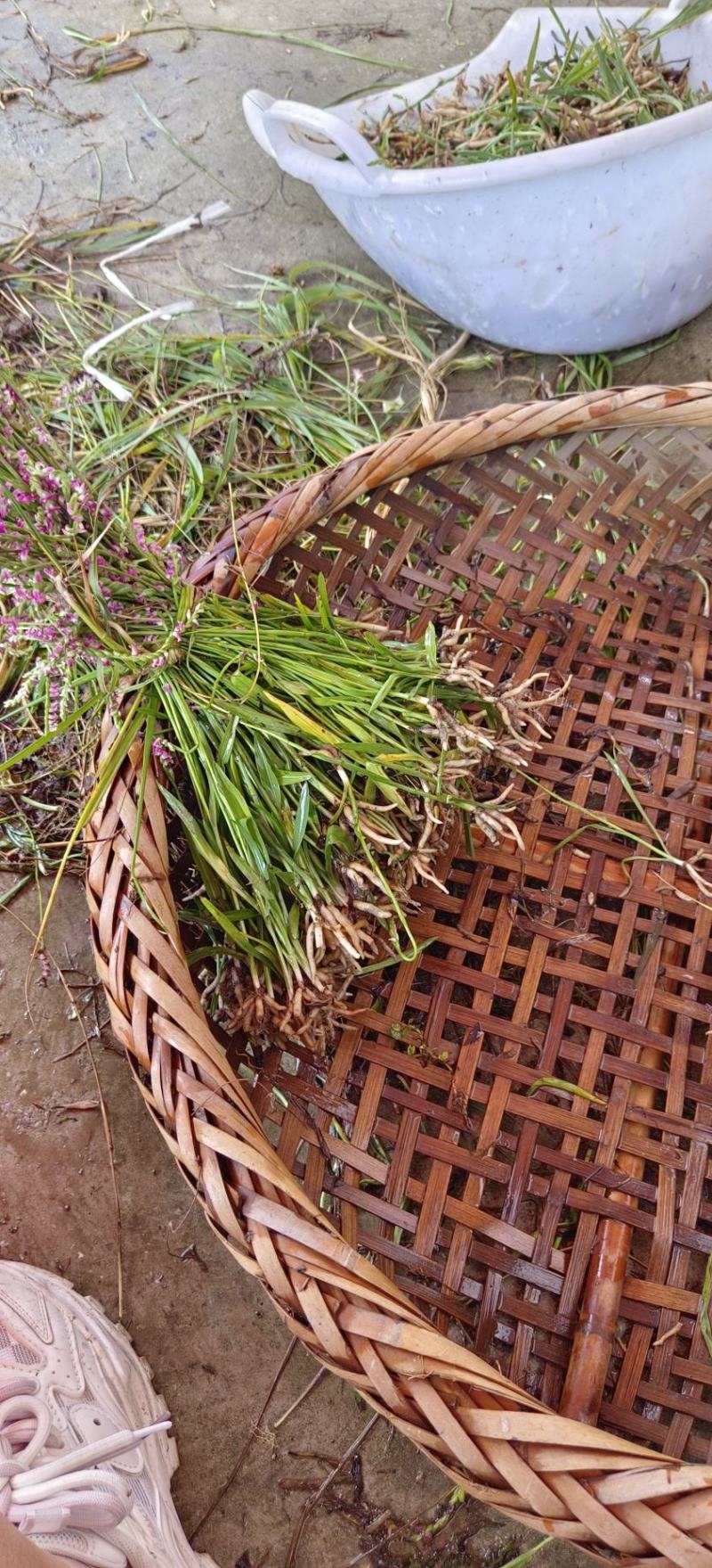 野生盘龙参干货，