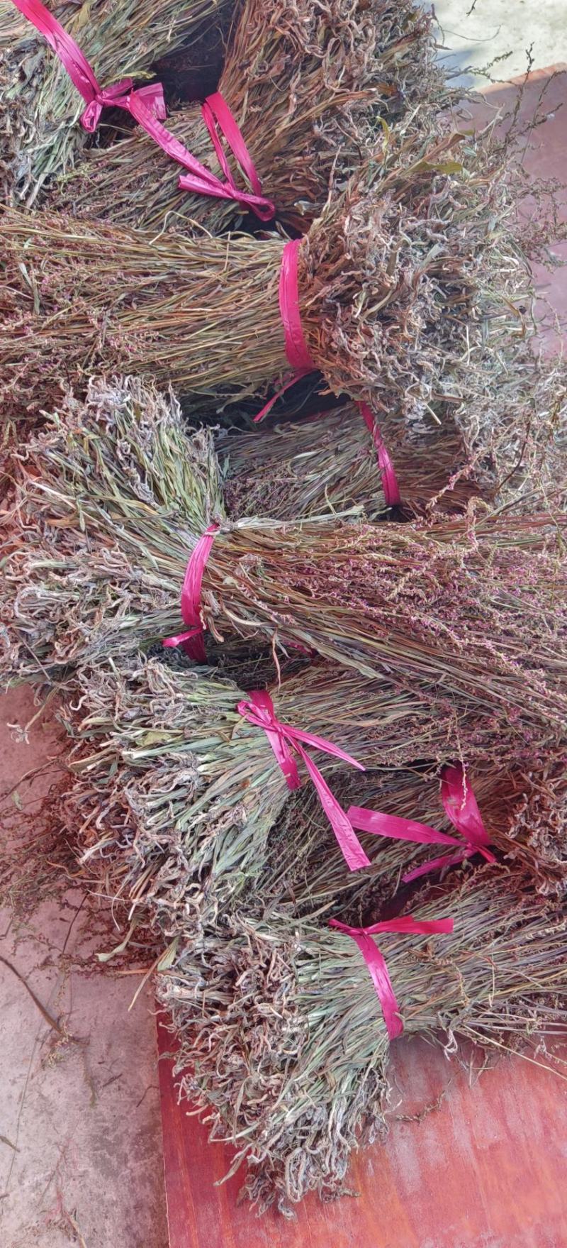 野生盘龙参干货，