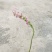 野生盘龙参干货，