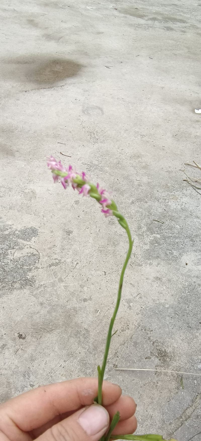 野生盘龙参干货，