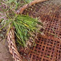 野生盘龙参干货，