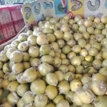 中期皇冠