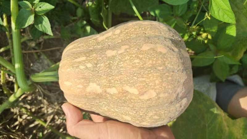 南瓜种植应与非葫芦科作物轮作,避免连作障碍 南瓜轮作示意图