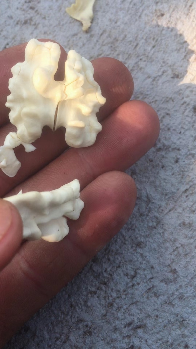 石家庄去皮新鲜核桃，皮薄，仁饱满。口干好。