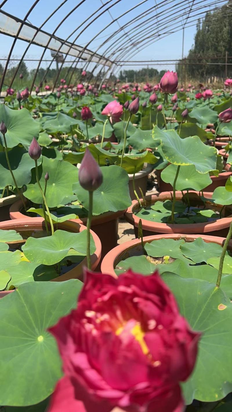 盆栽荷花苗