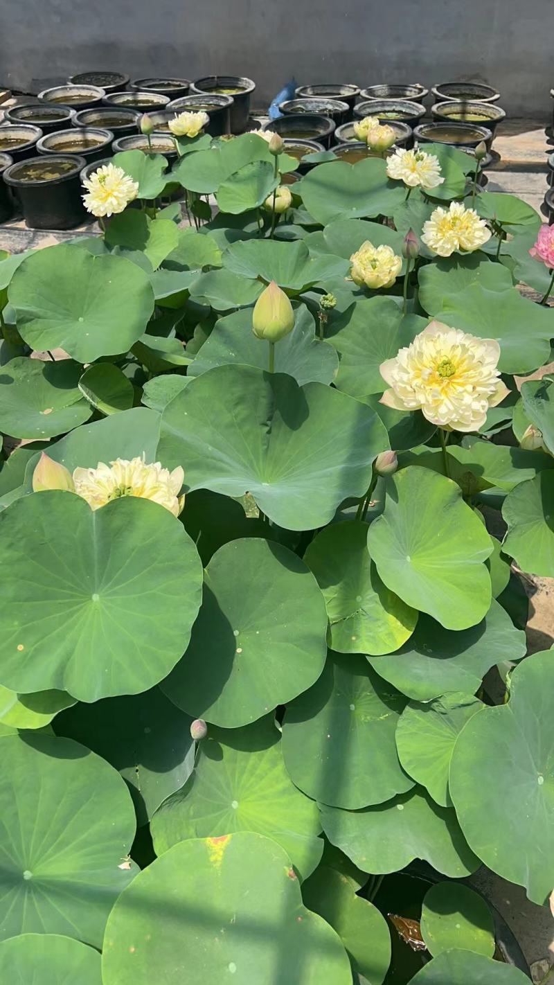 盆栽荷花苗