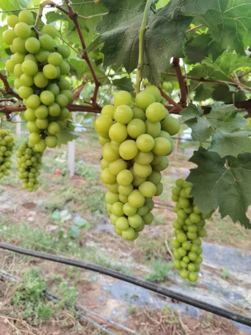 [甄选]精品阳光玫瑰葡萄大量供应自己的果园无代办费现摘