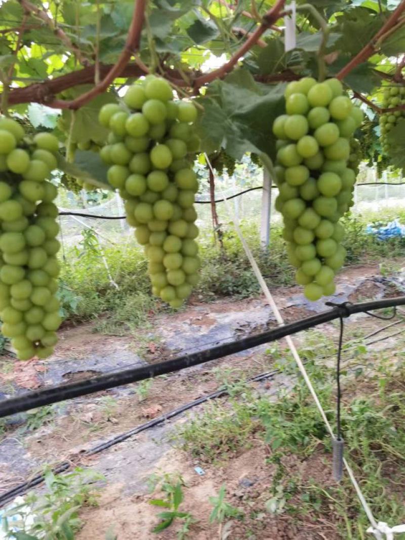[甄选]精品阳光玫瑰葡萄大量供应自己的果园无代办费现摘