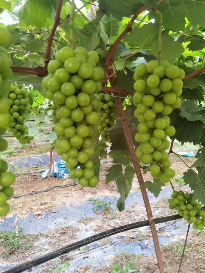 [甄选]精品阳光玫瑰葡萄大量供应自己的果园无代办费现摘