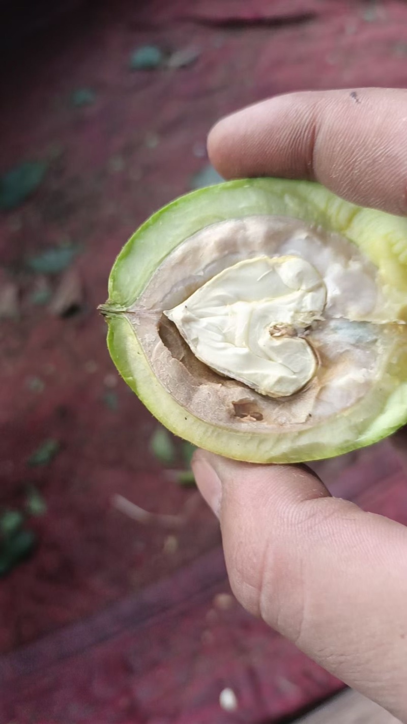 石家庄产地直发，去皮鲜核桃，一手货源。货源充足。