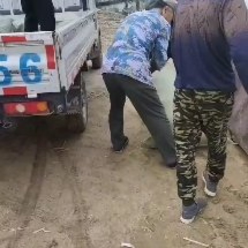 芦苇苗