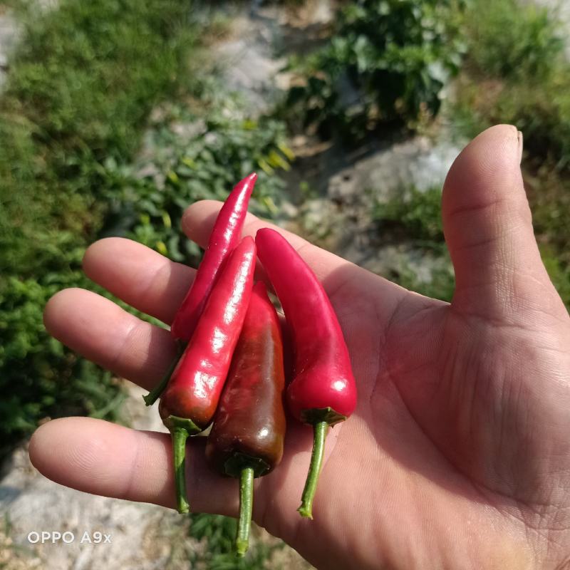 几百亩朝天椒供应