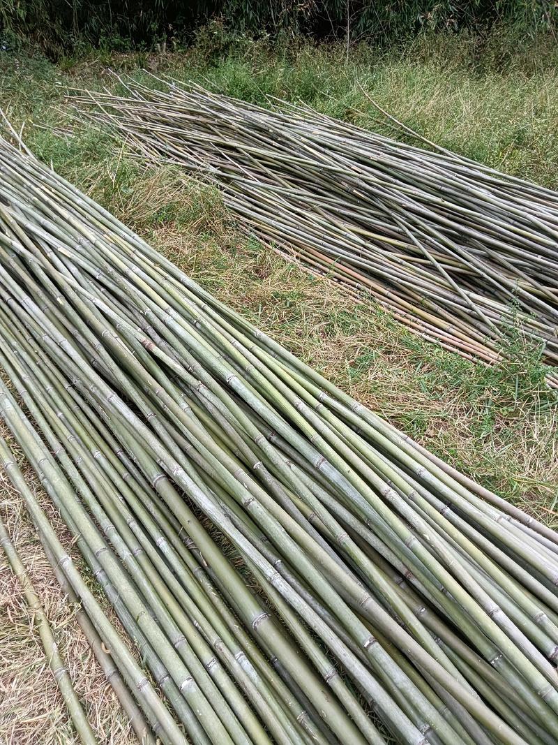 竹竿，大棚竹竿5~6米竹竿